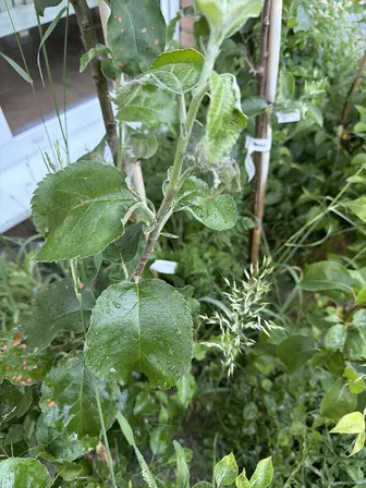 Foto treephoto-ygmctf6l05zjwp1lc353i6jv.jpeg