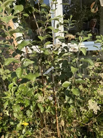 Foto treephoto-h2jrv5x7ycpzpvvevbf2hcqb.jpeg