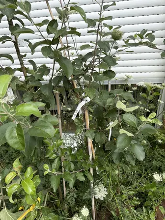 Foto treephoto-o3d62ocat45n3iiuwym1tq71.jpeg