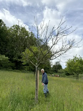 Foto treephoto-bhxxc30ocujnkzucgvti957s.jpeg