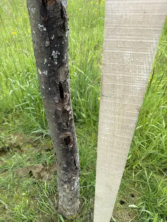 Foto treephoto-dq7rnduujee1bsyig63r9qtt.jpeg
