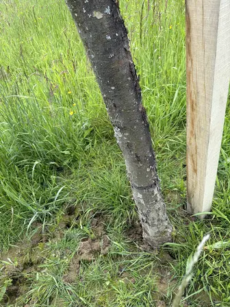 Foto treephoto-tgwwmvdn887arcd9vfx3he19.jpeg