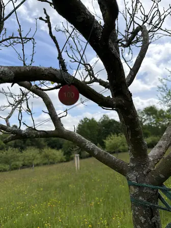 Foto treephoto-w2tcfwkamlnt5owhwmerj95z.jpeg