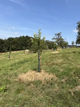 Foto treephoto-a1agyme8n3n1kn7tgnl58j1h.jpeg