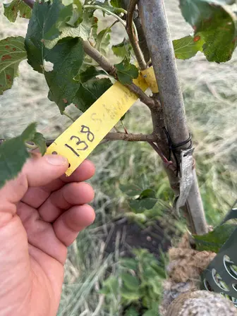 Foto treephoto-b4h34otvdb4q65ubvhrnu2cl.jpeg