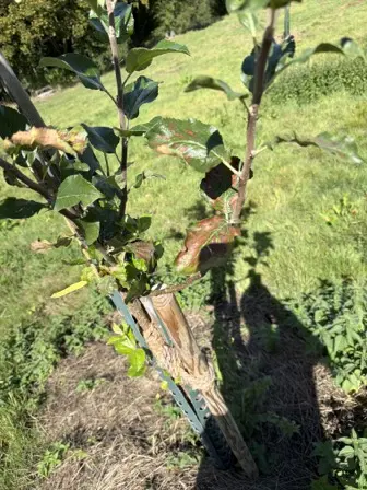 Foto treephoto-ns08svnllxrinrmg68c5iv8d.jpeg