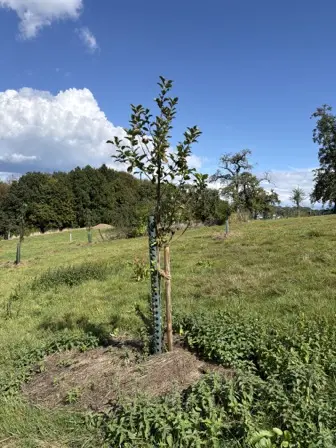 Foto treephoto-w1364c7llsvvakbg72efo1vk.jpeg