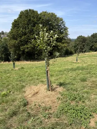 Foto treephoto-zutermpb9rgz5uo960aumgep.jpeg