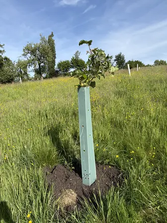 Foto treephoto-ft57dya0wew1jsouef20yil5.jpeg