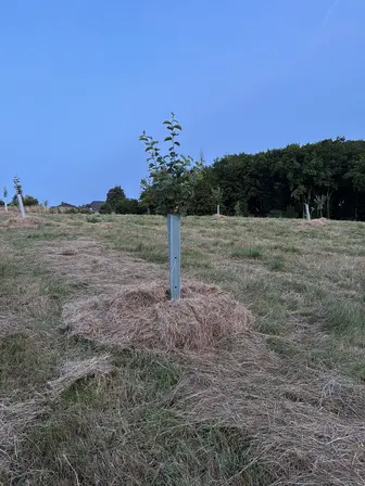 Foto treephoto-i7csgkzjvepwhclod3hjuveh.jpeg