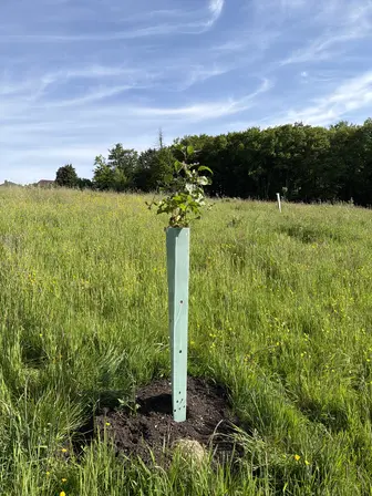 Foto treephoto-ndtm8gvdw7paa0q5zcfbe4dg.jpeg