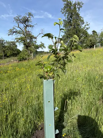 Foto treephoto-uur3oxs7c807ud4z7nbm8142.jpeg