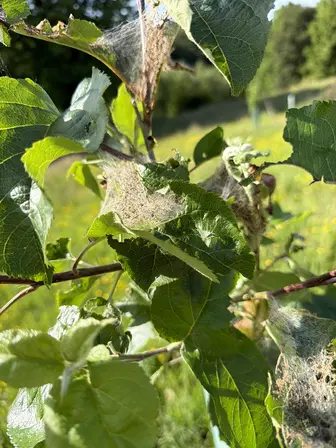 Foto treephoto-yhb92imz7g60yivsk6gaw7c2.jpeg