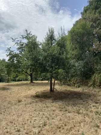 Foto treephoto-ayno5tnsjgw29mu1z0mq8czr.jpeg
