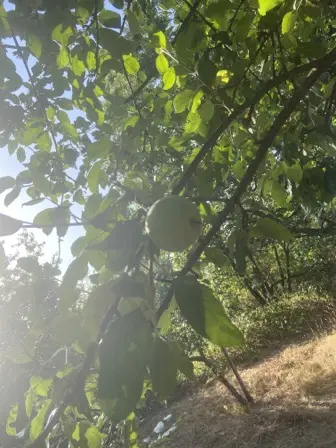 Foto treephoto-doc3ha3ed4p0czvbyjvtg7vl.jpeg