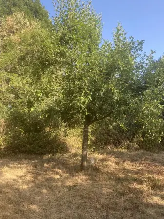 Foto treephoto-i43rbj7ww4rvy0rcqhzexas8.jpeg