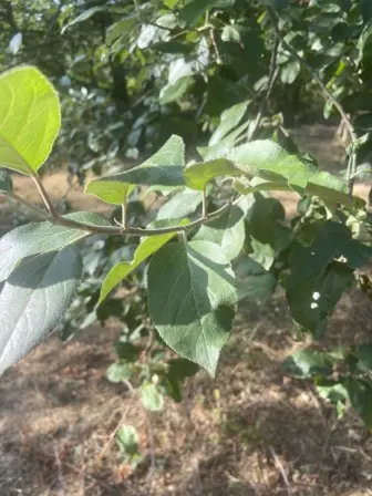 Foto treephoto-isx949gvs8z43w4ao81xltqk.jpeg