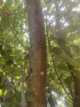 Foto treephoto-jmaxd892r9yg0971ghoos0yh.jpeg