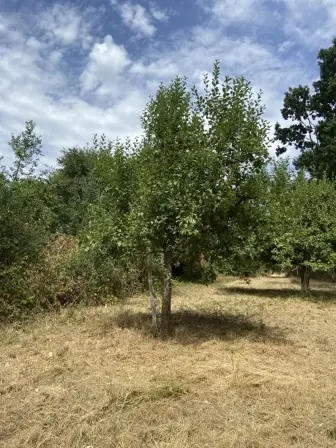 Foto treephoto-jngw61x5ytztigampzkrw9s8.jpeg