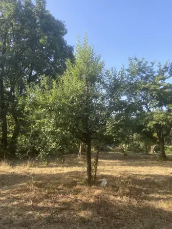 Foto treephoto-k8tvwl0hvn0e4tpswikpgjpq.jpeg
