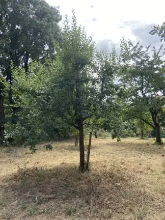 Foto treephoto-qx0f27crzn35xvmjvuz731l3.jpeg