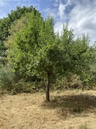 Foto treephoto-re4d9f1k2g0i4p1hltcuixxh.jpeg