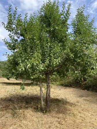 Foto treephoto-so6mi1okifplpsyltbfk34qr.jpeg