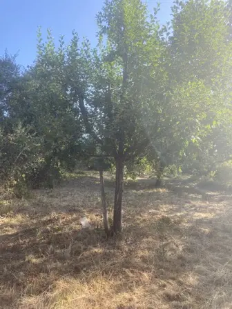 Foto treephoto-ut2uiyqe3f3vhvpbzjgu9aoh.jpeg