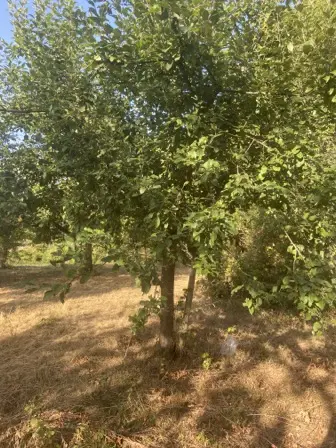 Foto treephoto-xnwmgctpyps8u2k470qe15km.jpeg