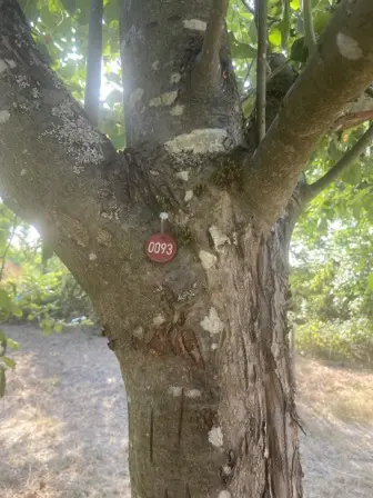 Foto treephoto-zd9n6fg4i0ql7scbprcut7u6.jpeg