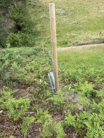Foto treephoto-gglqvfftwewewwfqgfcmkwjp.jpeg
