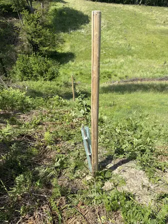 Foto treephoto-mngi22wyenx9m77f1epqcu81.jpeg