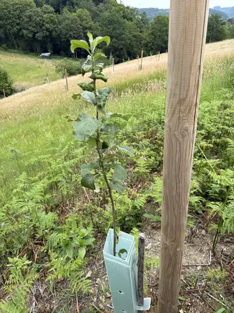 Foto treephoto-u9hcaspmcewus1vog5elmfxe.jpeg