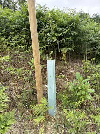 Foto treephoto-vych5xi8yh4dtmib5g77pyvc.jpeg