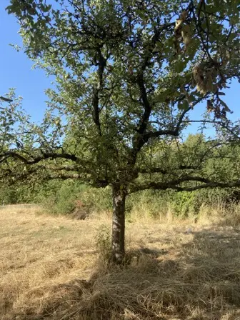 Foto treephoto-aw65zx1q1mvtked97j909s0v.jpeg