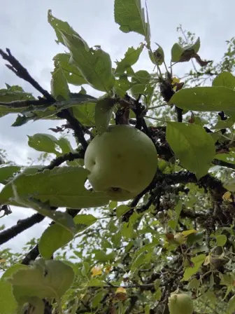 Foto treephoto-d5xui4xpcjg2rfrhjrrs7n3a.jpeg