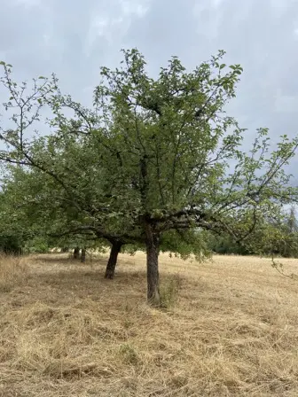 Foto treephoto-jp3byjgdzwtfuj1z93ksrrd2.jpeg