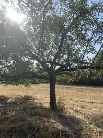 Foto treephoto-kh8mxzq38wb5os9ny20cab0r.jpeg