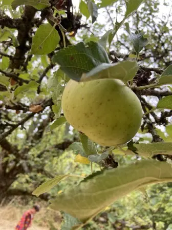 Foto treephoto-ml3pidweh44zbwu27bm5j081.jpeg