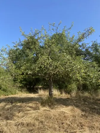 Foto treephoto-o8ttp48rjfrweydja2au8dvf.jpeg