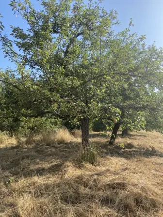 Foto treephoto-rb16z5e8wgssoiyykt49rubl.jpeg
