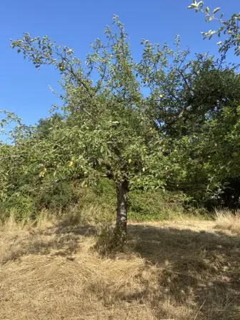 Foto treephoto-v3x7lym5tnfzrhcyr0kirok7.jpeg