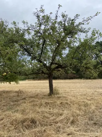 Foto treephoto-w2f3rpd0od0xyti82n7wiwq0.jpeg