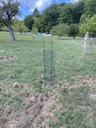 Foto treephoto-yldqtkps8b14ickl0me3zmyr.jpeg