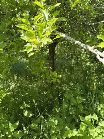 Foto treephoto-a0cwgcl2qnxwm0ws2lgmj5r7.jpeg