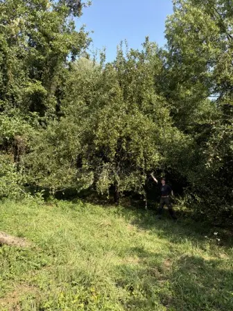 Foto treephoto-alnmmz83n3y8d04oflguqi4w.jpeg