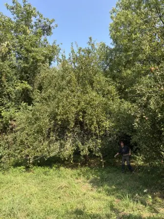 Foto treephoto-e2k0d96kj40jn66tlghb6x42.jpeg