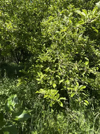 Foto treephoto-fglr9zd9c0mc3d5dd7mulskb.jpeg
