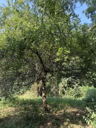 Foto treephoto-gofqnw7iv0tf8ry4vpkf828v.jpeg