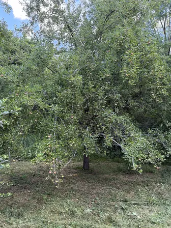 Foto treephoto-iyjeew1awb930yxouhelsxln.jpeg